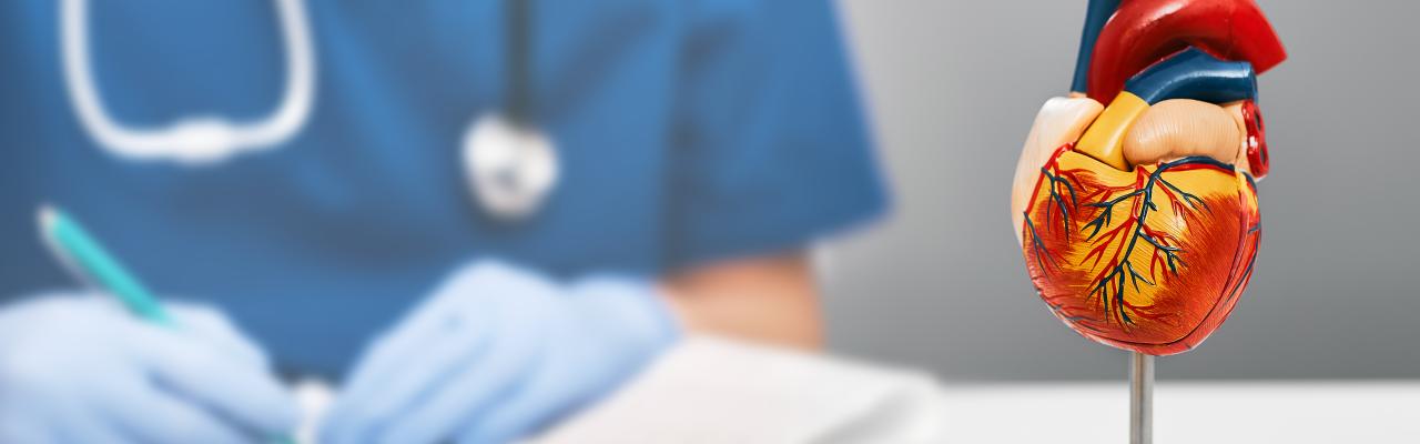 a heart model on a table with a doctor in the background