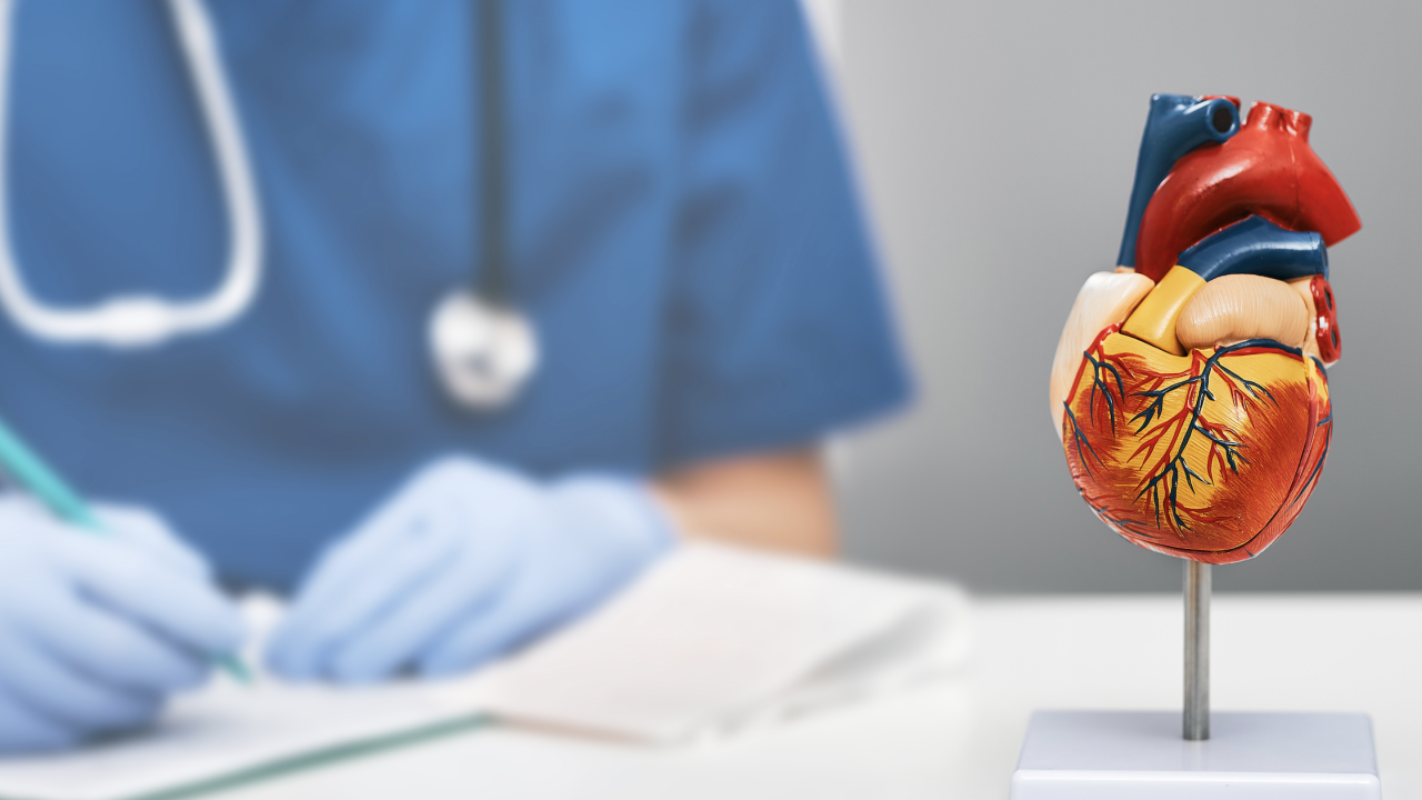 a heart model on a table with a professional in the background